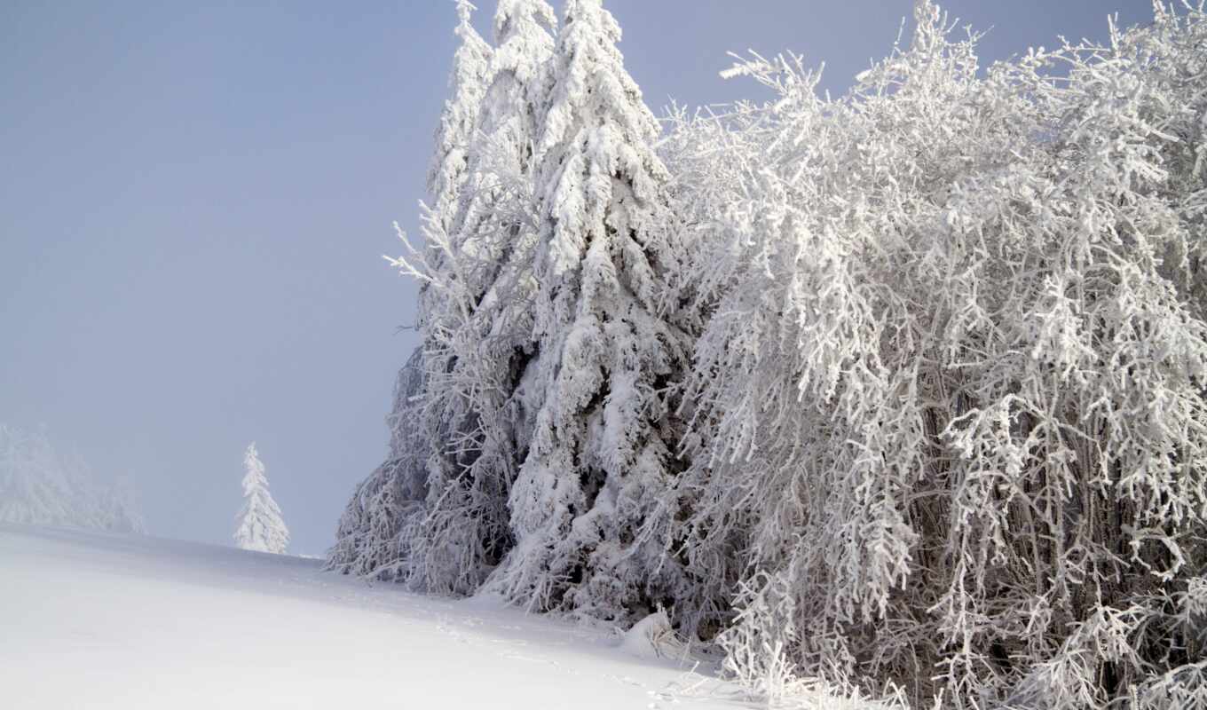 mac, white, дерево, снег, winter, мерседес, fore