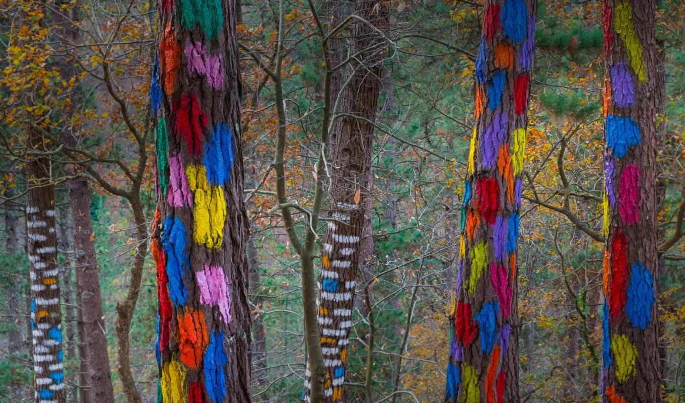 art, paint, forest