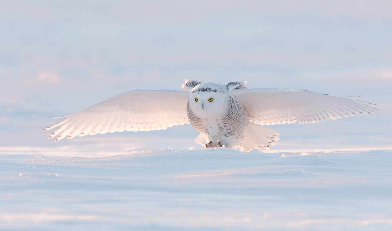 snow, owl, bird, snowy