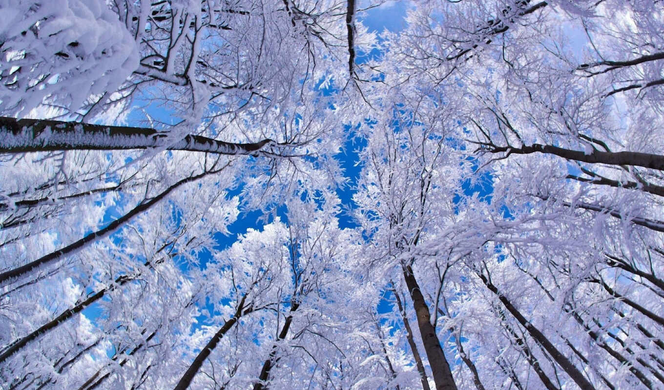 nature, trees, sky, picture, frost, snow, looking, winter, trees, with the button, right, through, winter, crowns