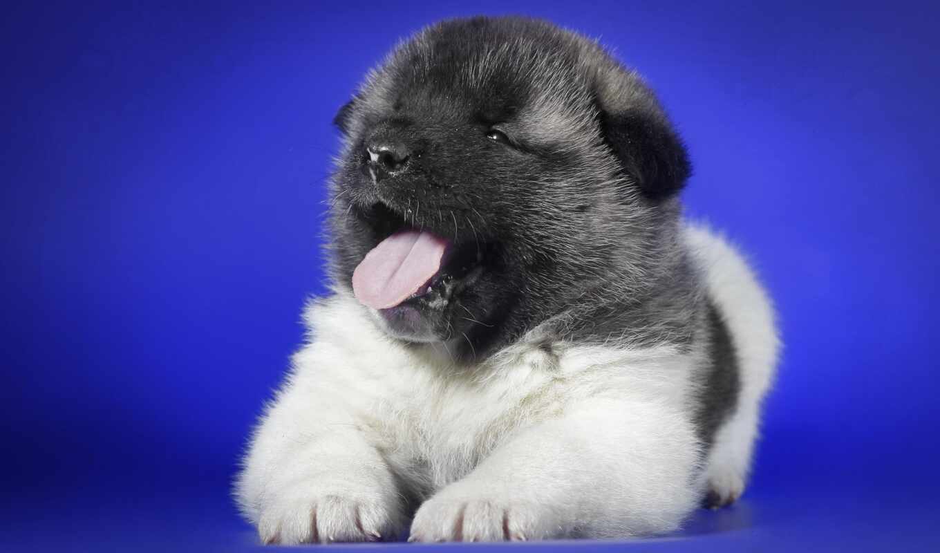 puppy, dogs, language, different, spotted, akita, awesome, dry, punastic