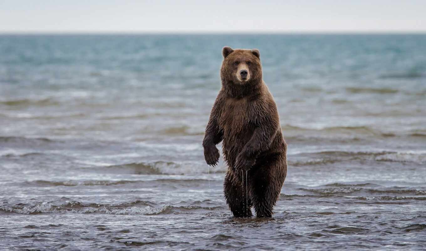 картинка, water, браун, медведь, аляска, медведи, zhivotnye, бурые, grizzly, фотообои