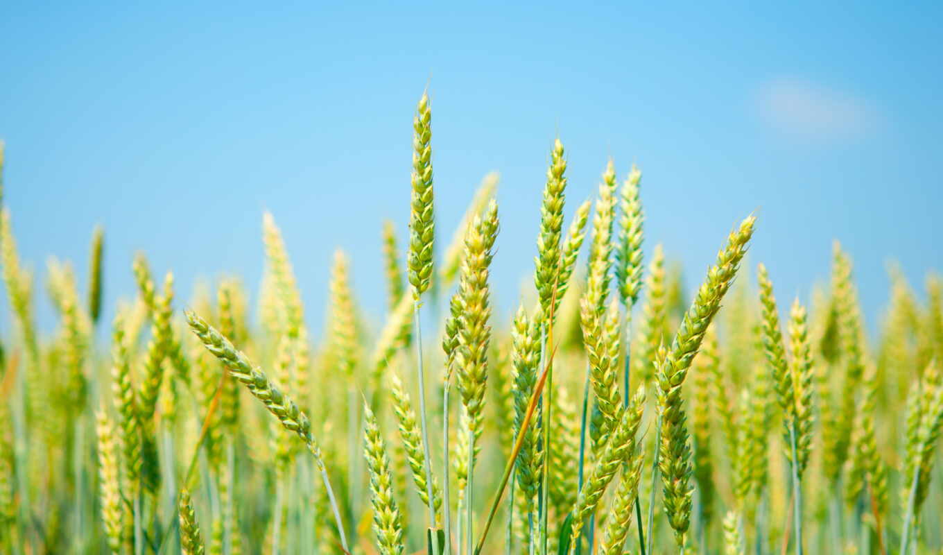 высокого, качества, поле, ukraine, цена, class, пшеницы, семена, sale, пшеница, озимой