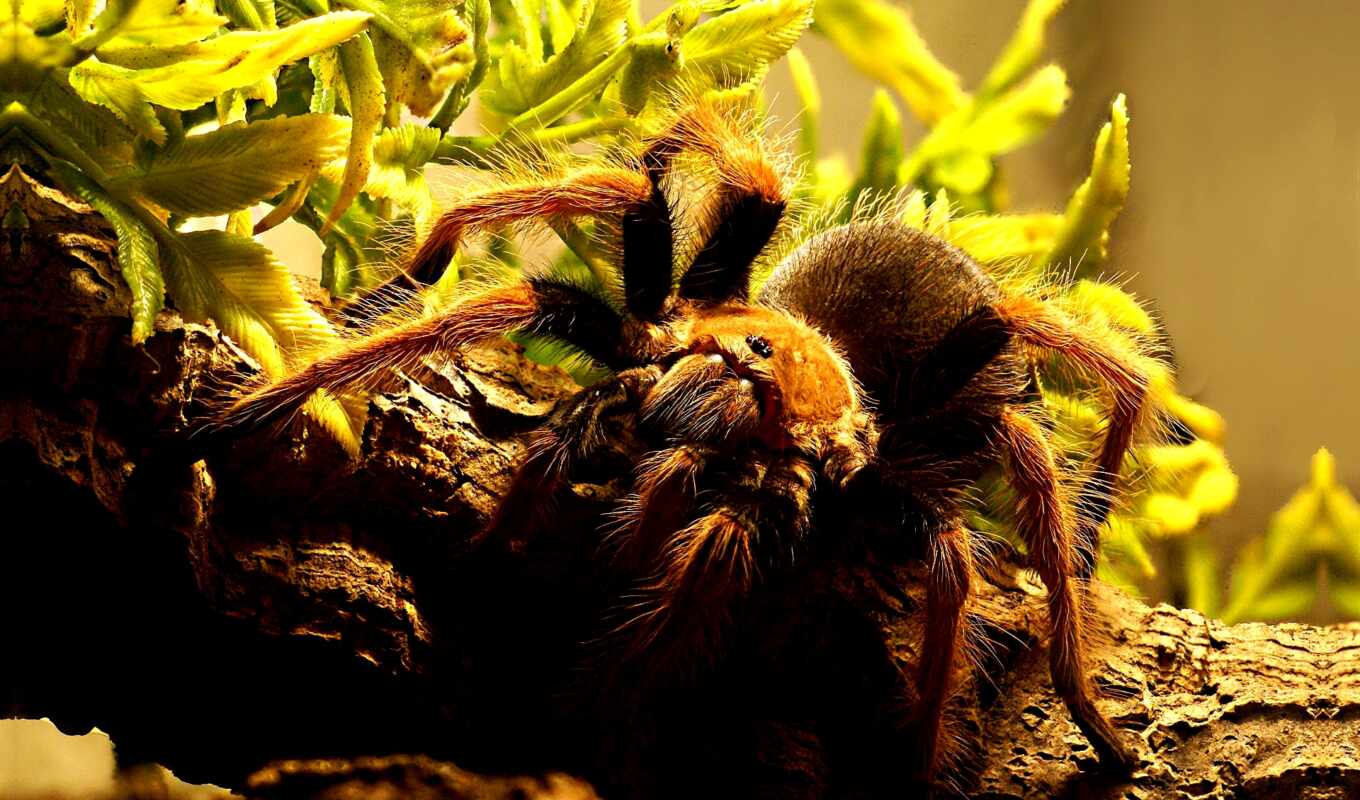 природа животные паук тарантул nature animals spider tarantula загрузить