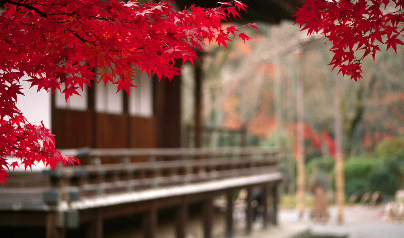 дерево, landscape, japanese, осень, листва, branch, японии, tokio, японией