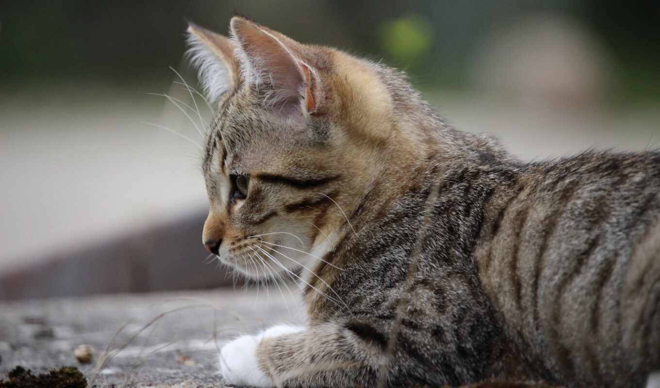 кошка, котенок, усы, млекопитающее, felidae, полосатый кот, european shorthair, маленькие или средние кошки