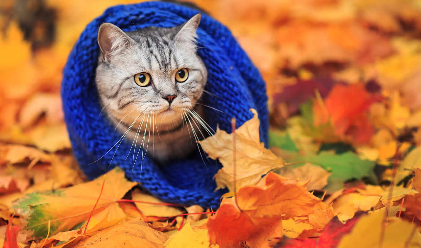 природа, хороший, лист, кот, осень, animal, today, шарф