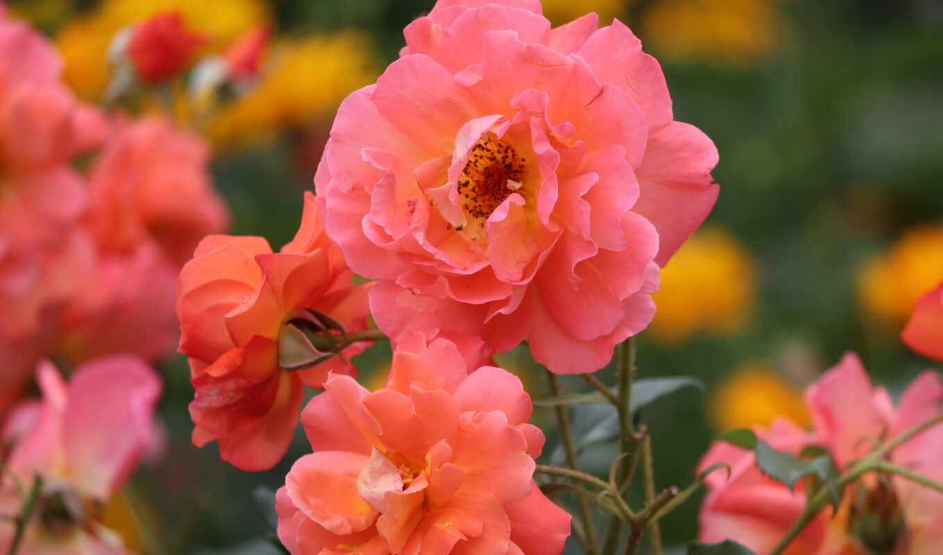 фото, розовый, оранжевый, puzzle, взлёт, attribution, pixabay, лосось, manfredricht, rosebush, saumon