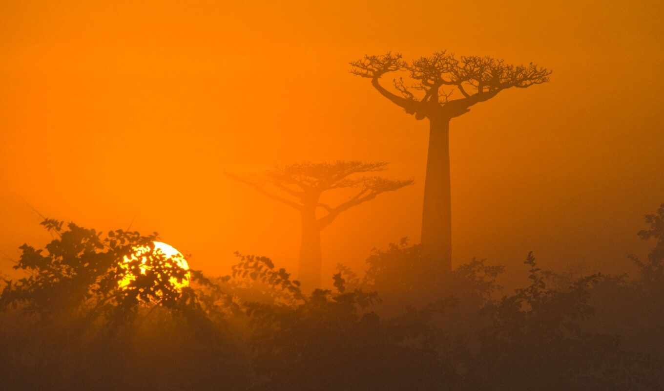 природа, закат, саванна, африка, baobab