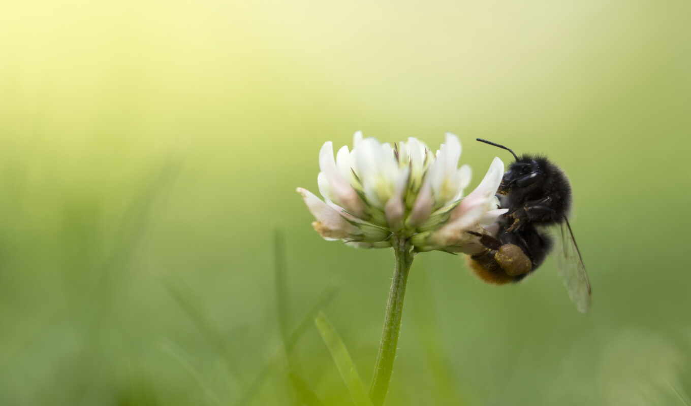 clover, bumblebee