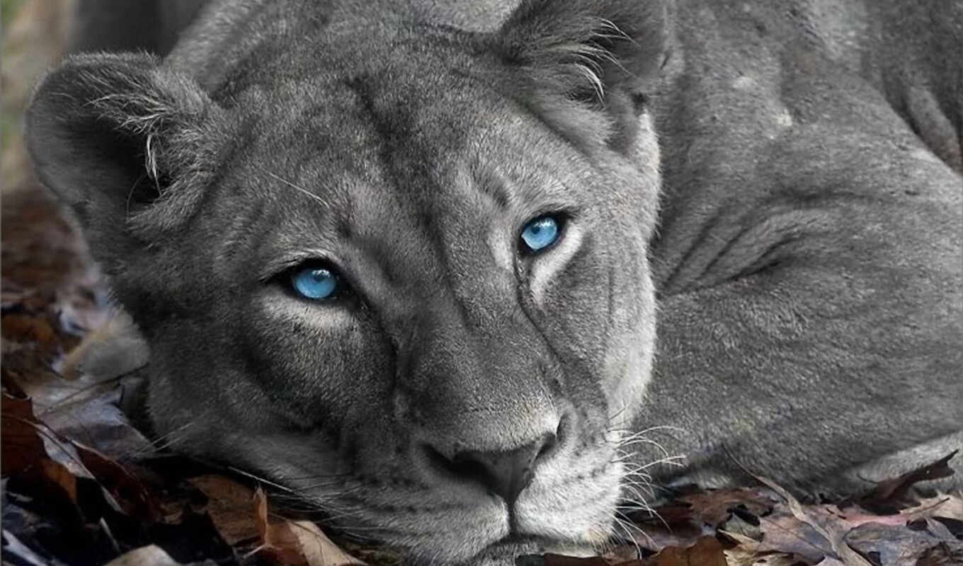 blue, eye, big, animal