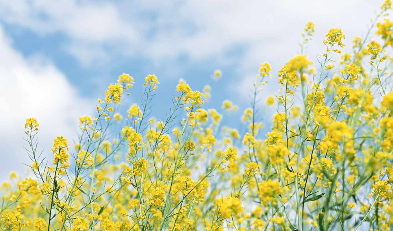 flowers, fone, sky, pot, field, yellow, blue