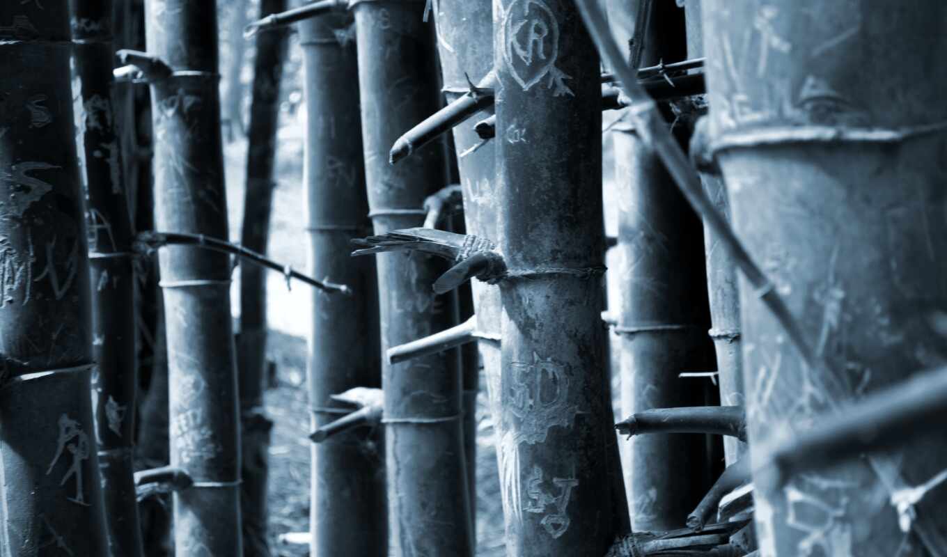 full, бамбук, bambù