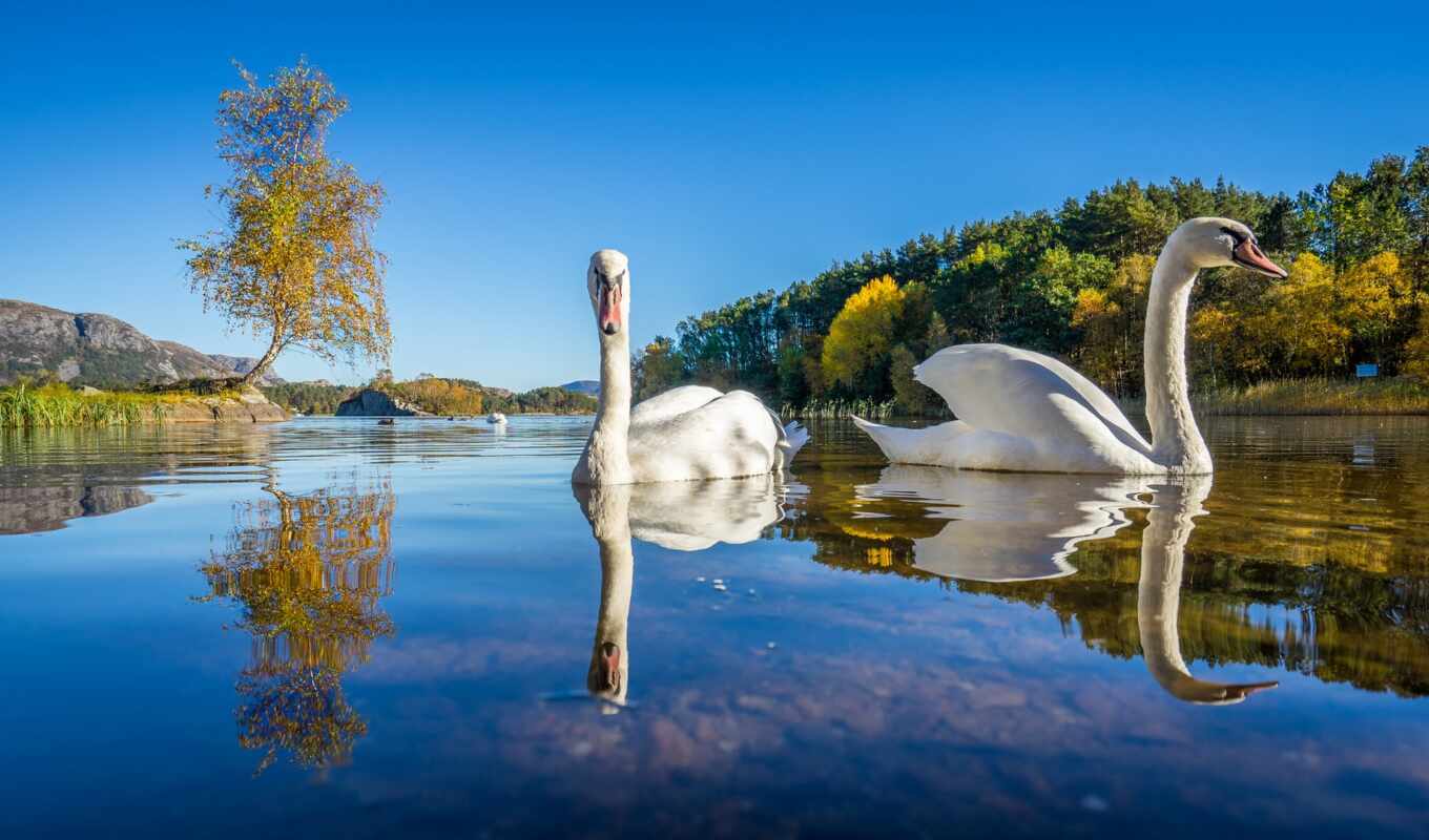 lake, photos, autumn, swans, trees, swan, birds, mute, lutsivannet