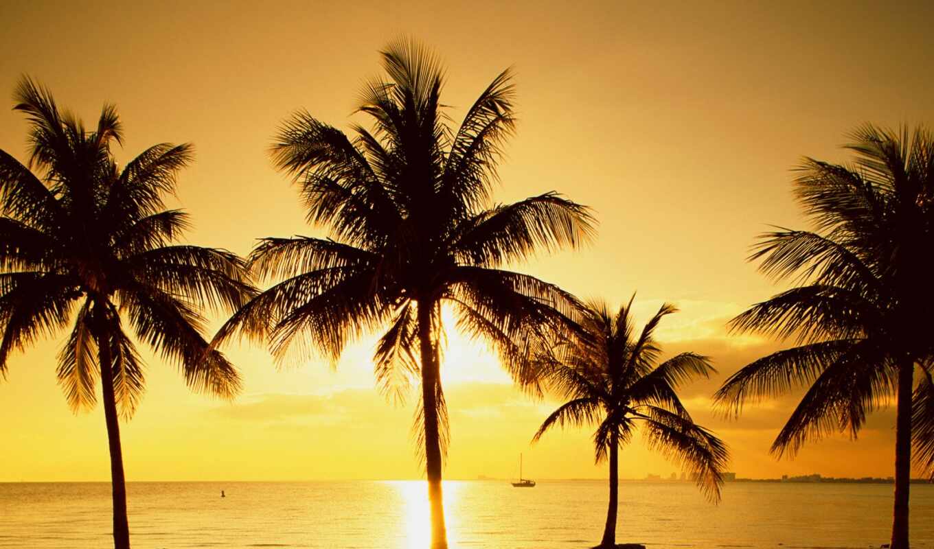 photo, background, beach, USA, sea, miami, palm
