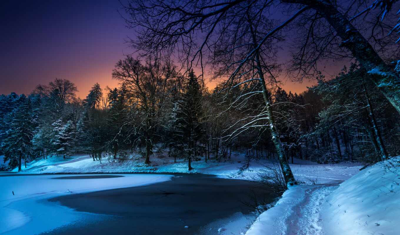 nature, tree, night, snow, winter