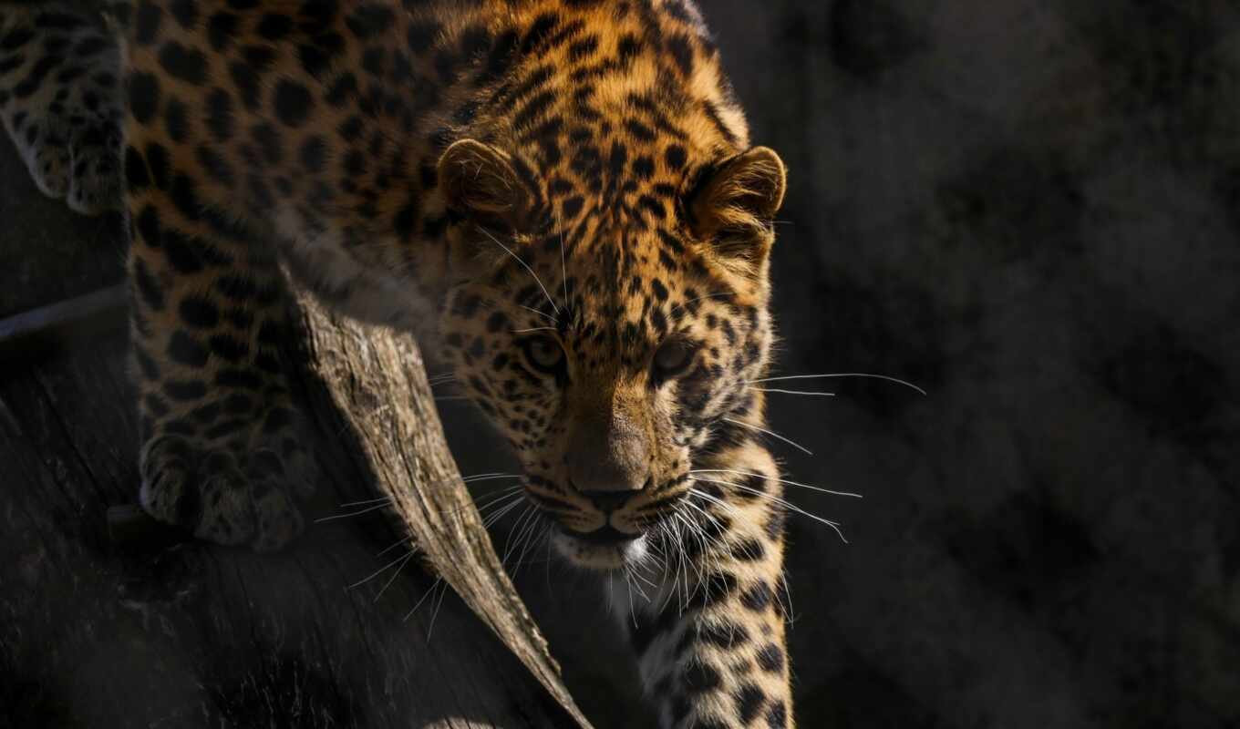 кот, леопард, foto, leopardo, flareamur