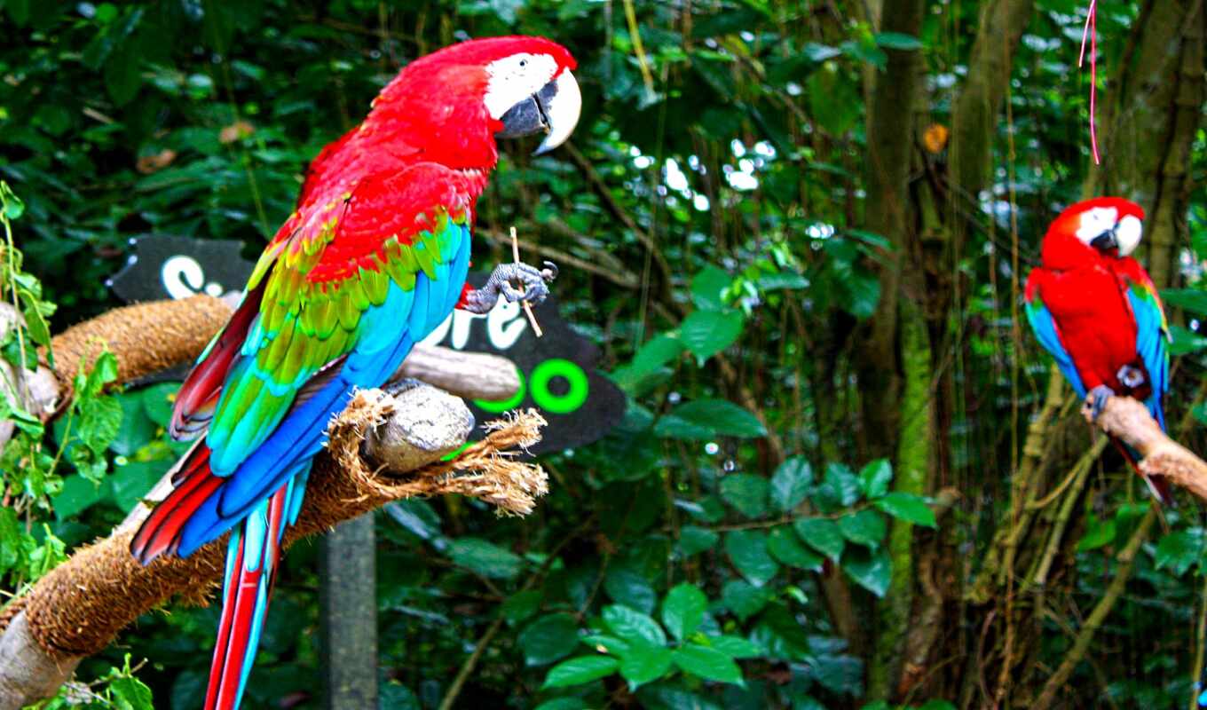 red, green, macaw