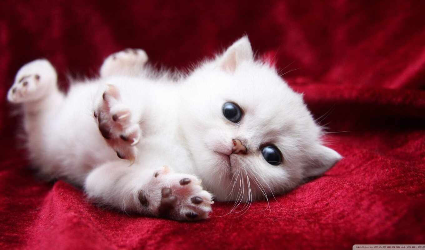 white, cat, kitty, animal, kitty
