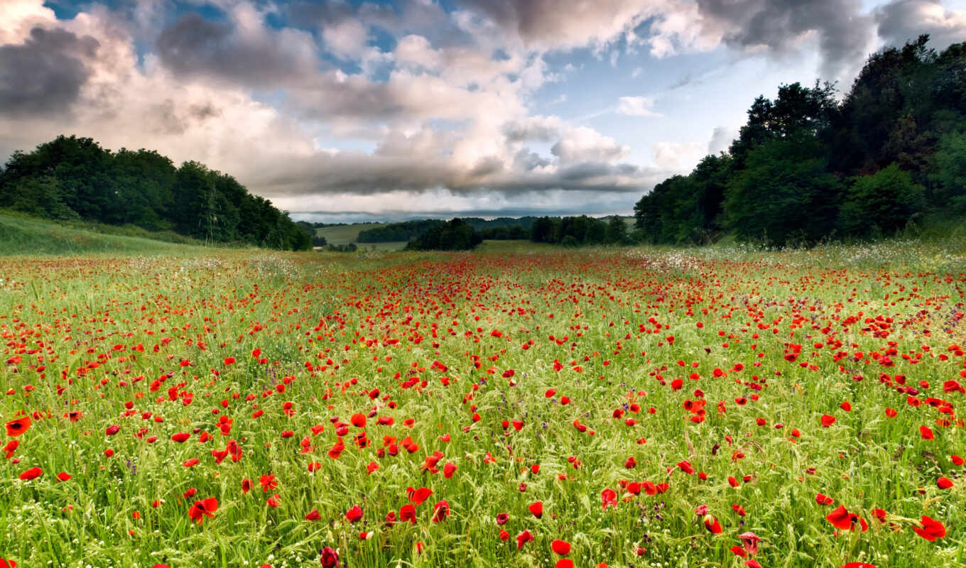 nature, trees, flowers, field, landscape, poppies, meadow, simple, of the