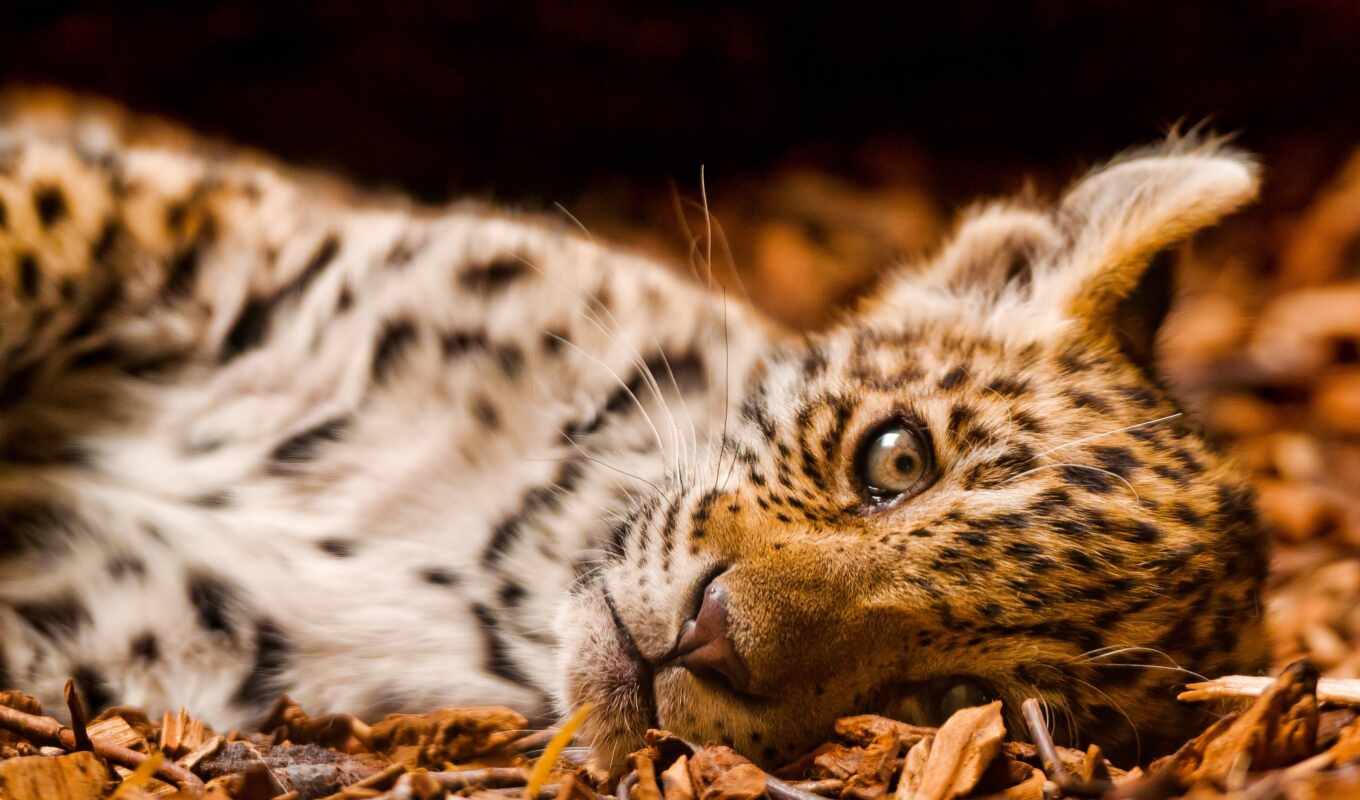 leopard, jaguar, animal, funart