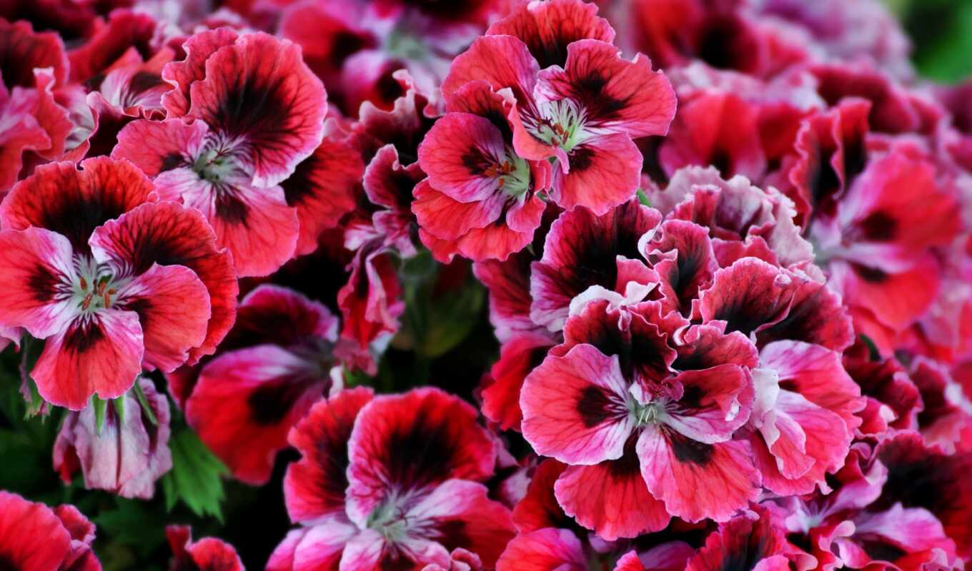 geranium, red flowers