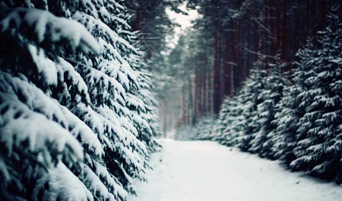 beautiful, beautiful, screensavers, winter, pine trees, trail