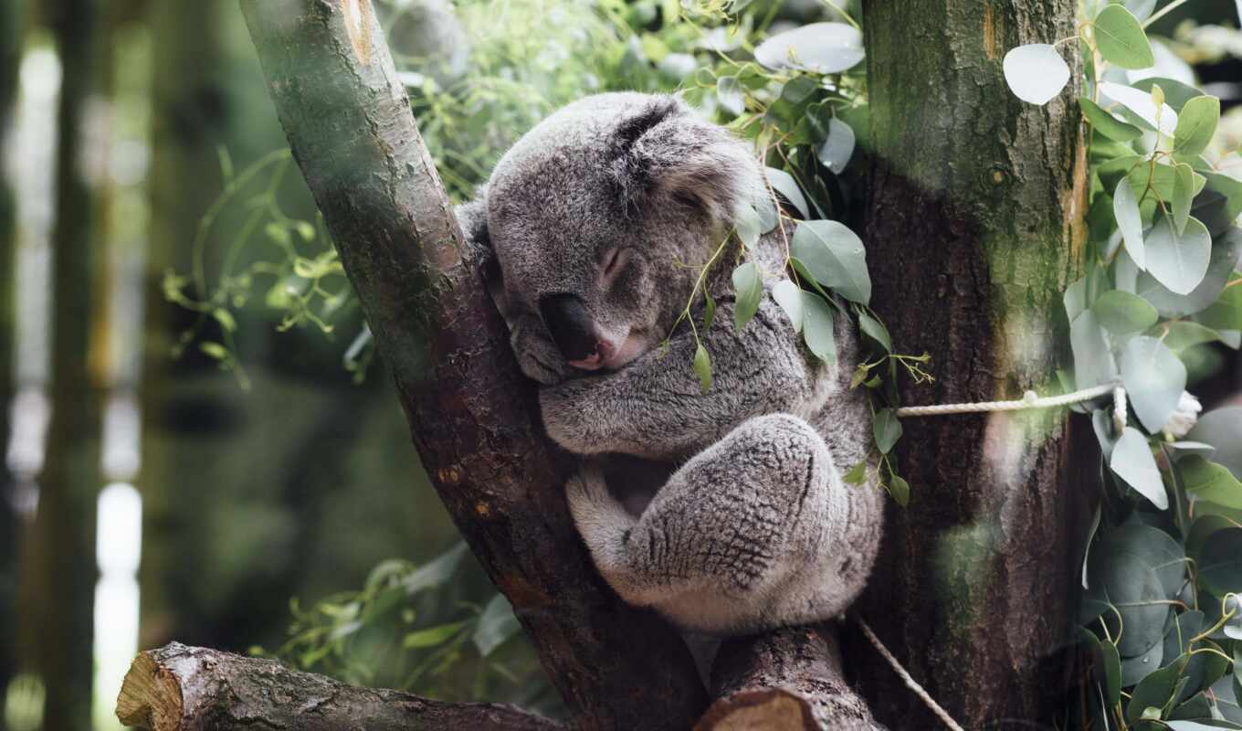 палуба, австралия, листва, animal, шкала, тыс, territory, мог, коала, умер, коал