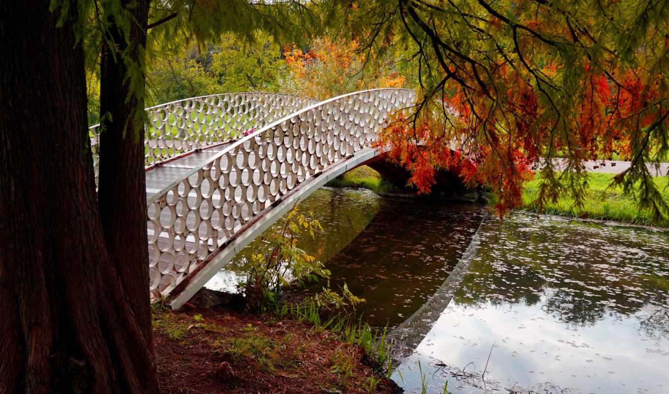 природа, лист, дерево, лес, мост, осень, красивый, park, let