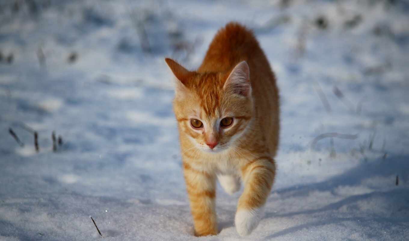 хороший, снег, winter, кот, animal, funny, характер, pretty, narrow