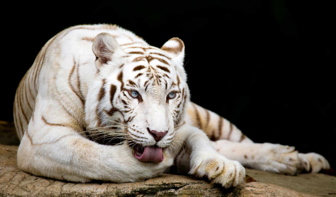 white, cat, big, tiger, muzzle, animal, bengali, paw, lie
