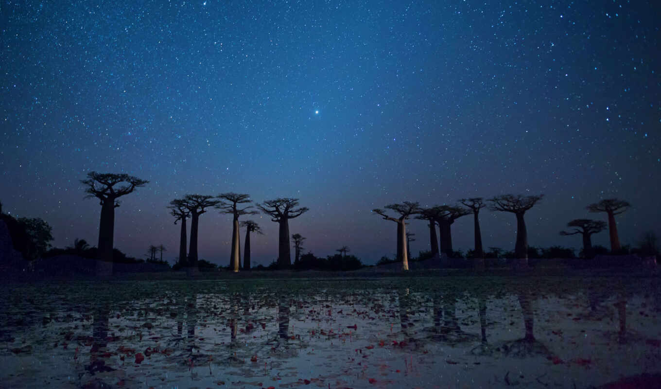 дерево, проспект, baobab