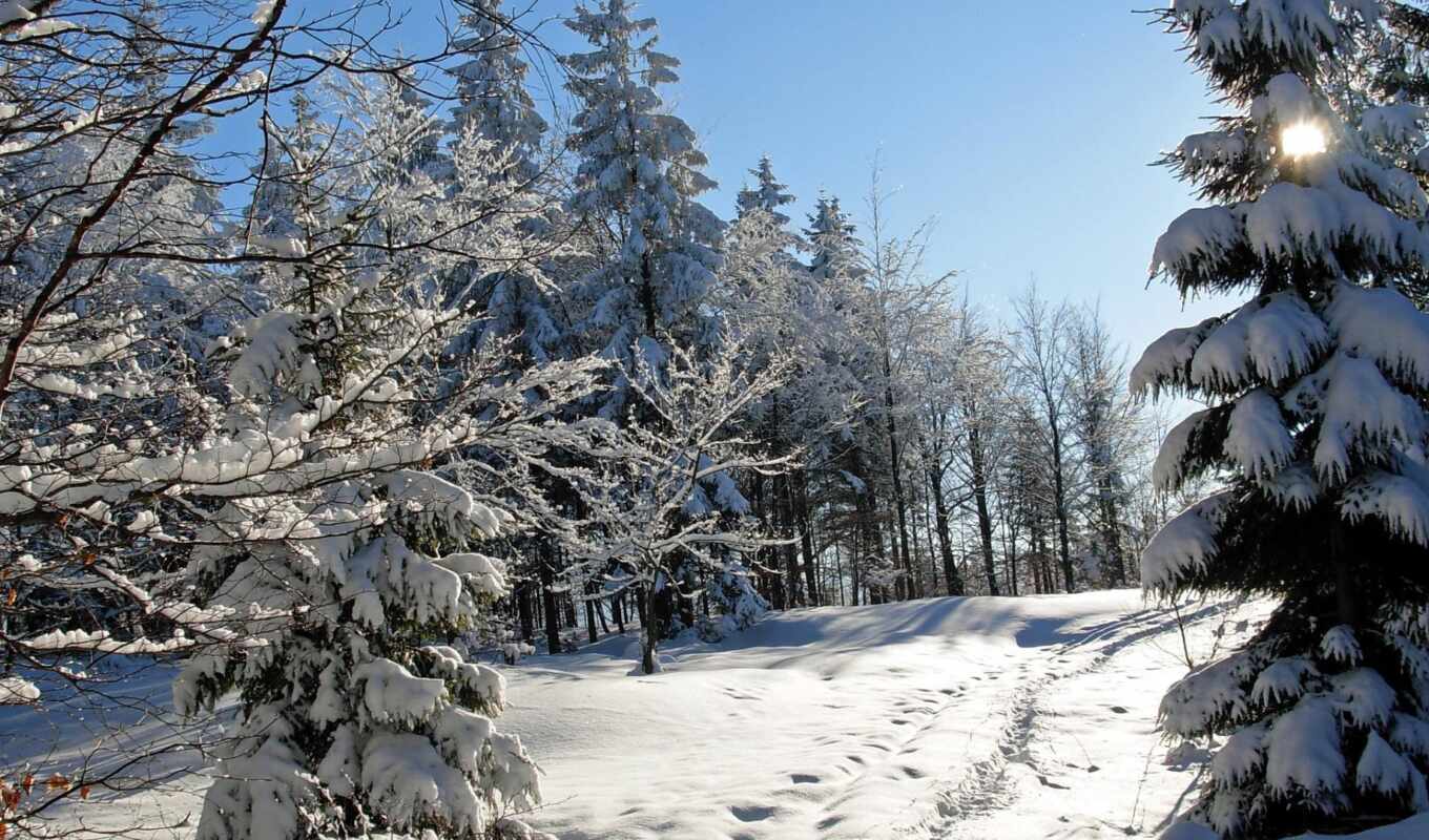 picture, snow, winter, forest, to find, season, fir, thous, rare