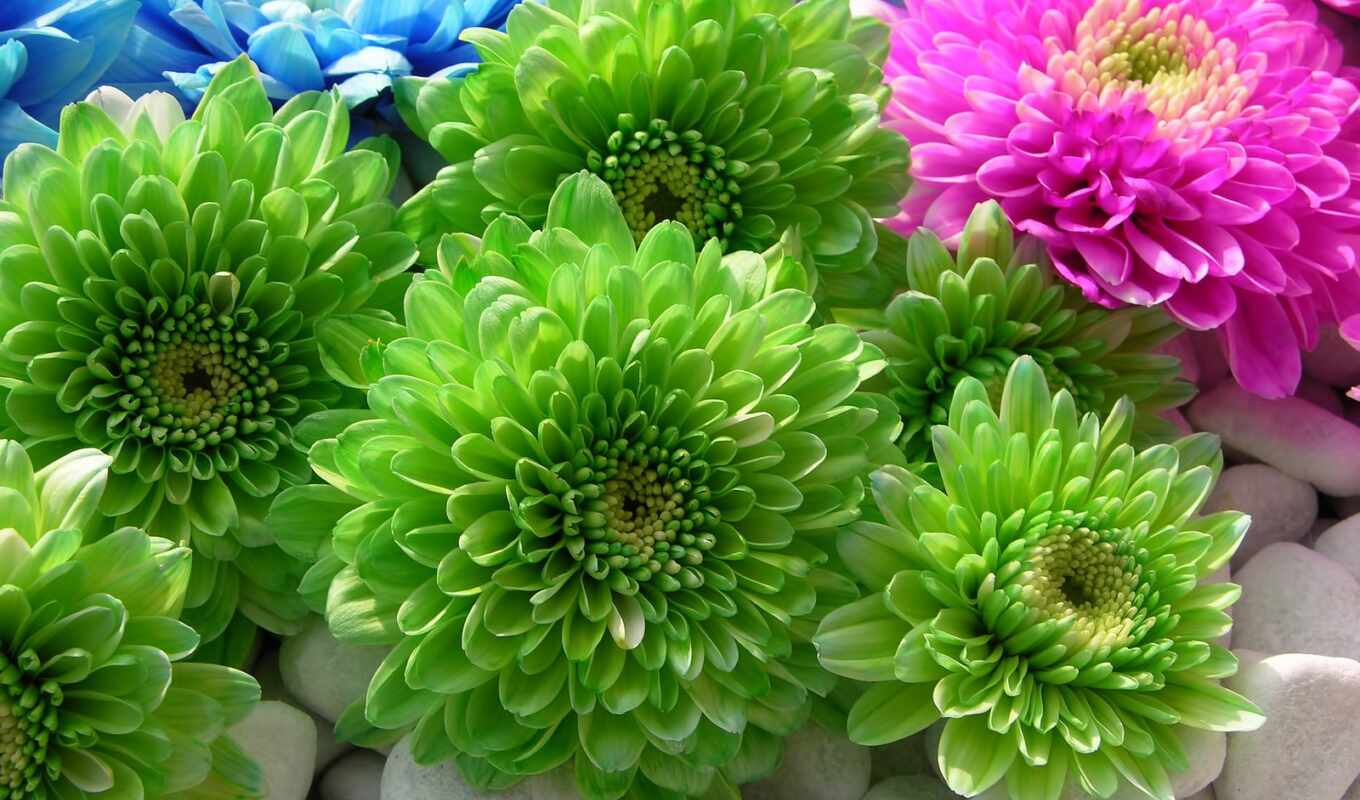 цветы, красочные, зелёный, камень, розовый, яркий, chrysanthemum