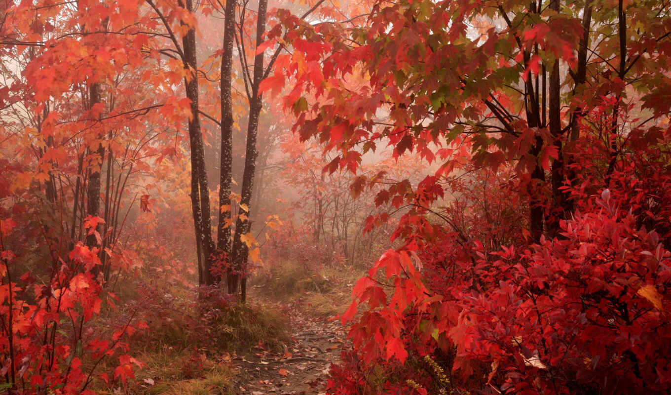 fondos, pantalla, las, rojo, rboles, bosque, otoño, hojas, rojas