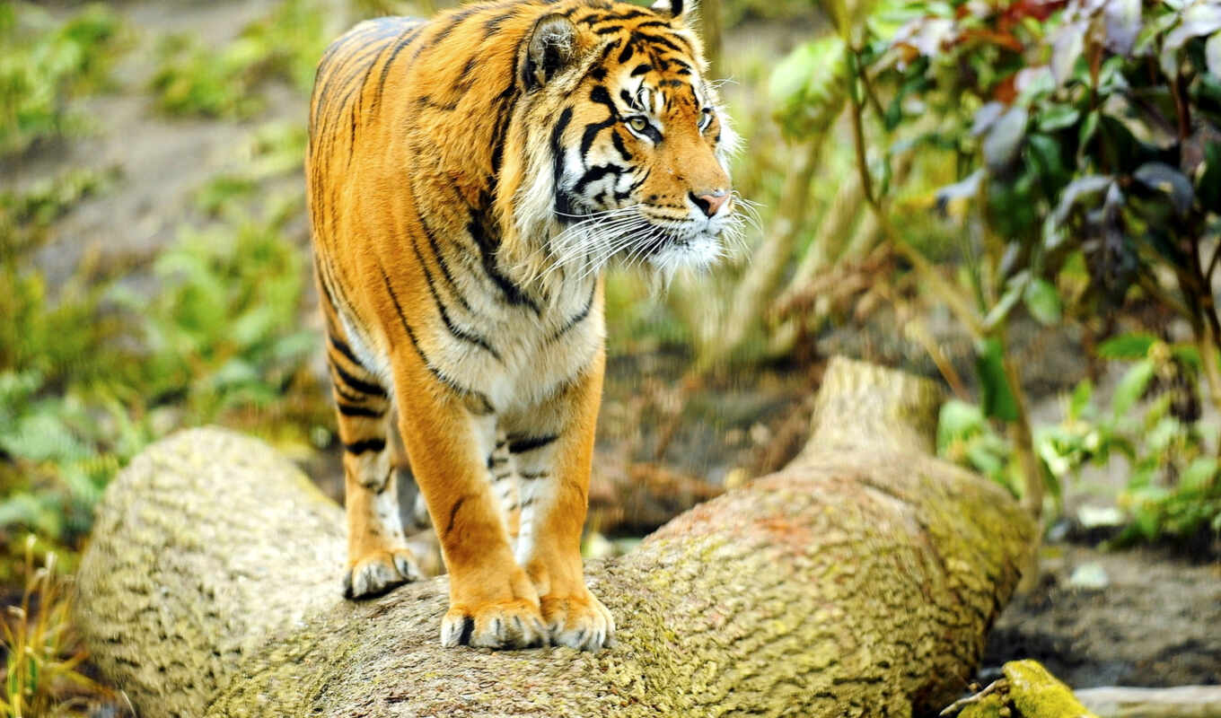high - quality, cat, log, tiger, cats, tigers, wild, decoration