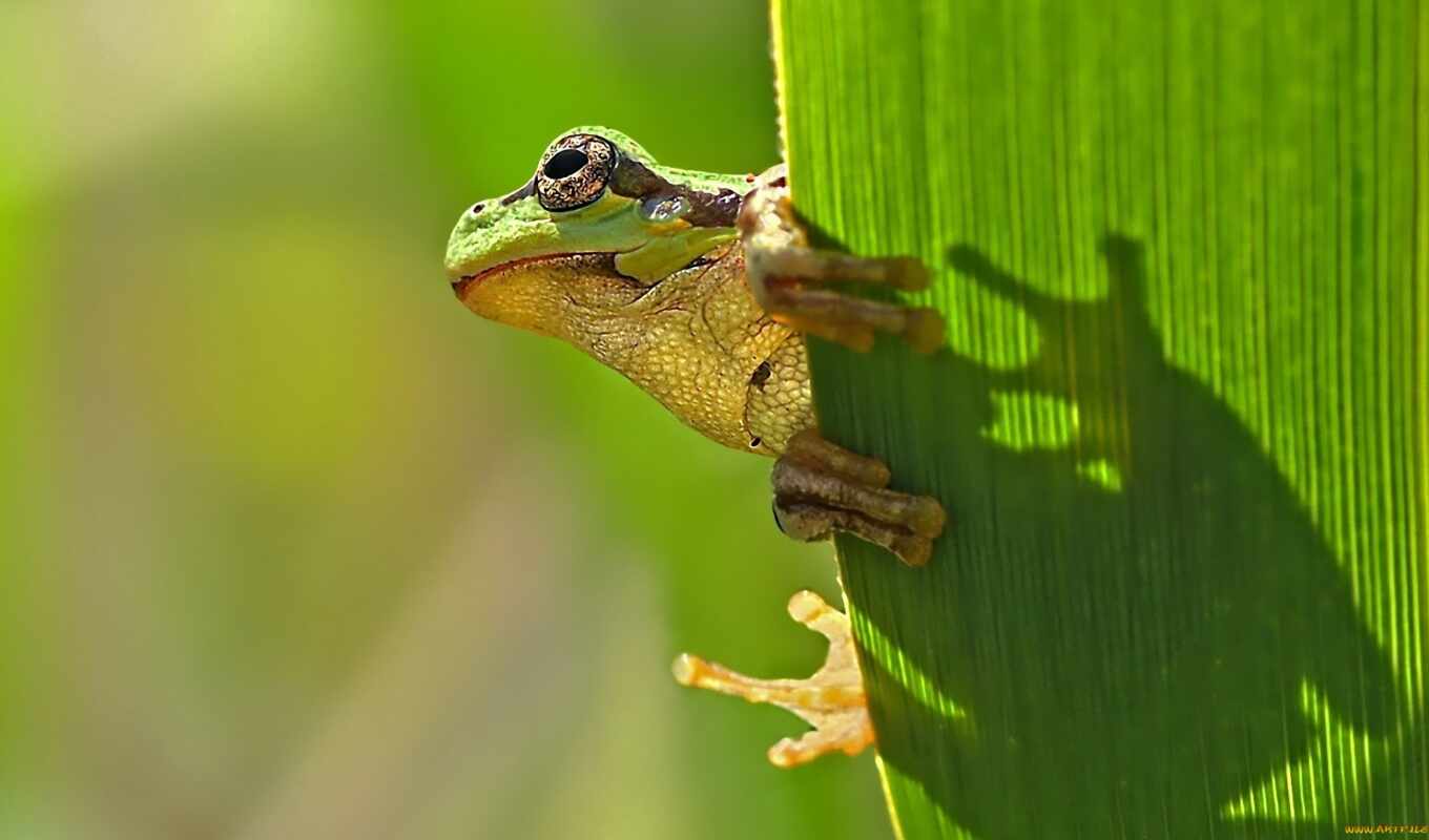 high, resolution, качество, images, лягушка, frogs