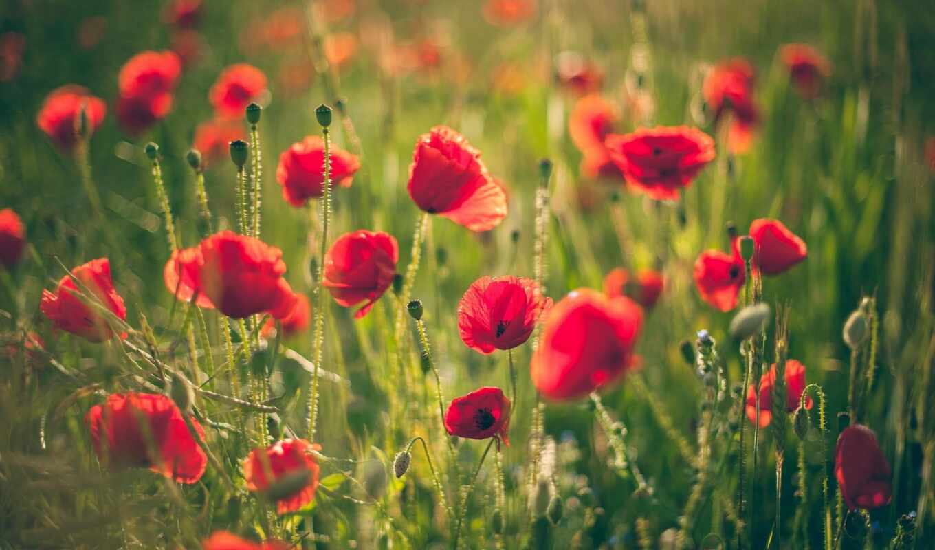 nature, sky, flowers, grass, field, red, print, see, product, service, poppy