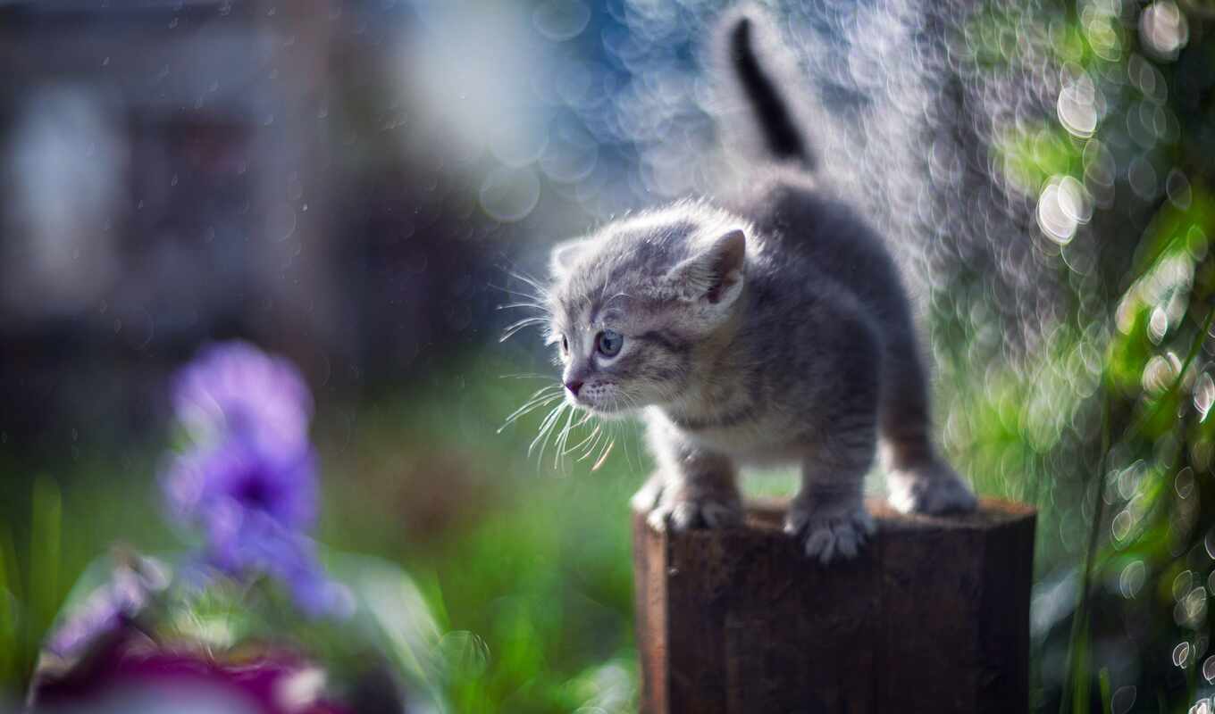 rain, gray, cat, cute, little, kitty, animal, screen