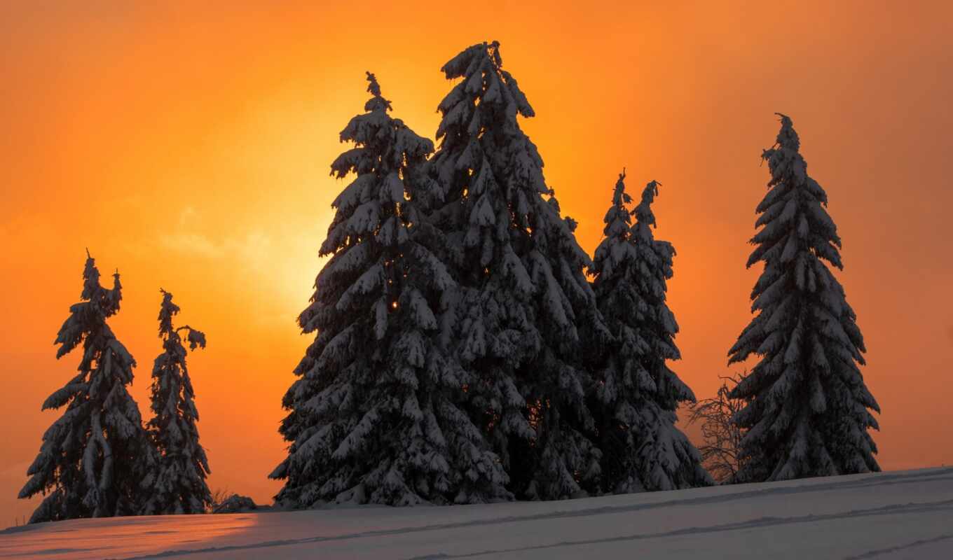 nature, tree, snow, winter, Christmas tree
