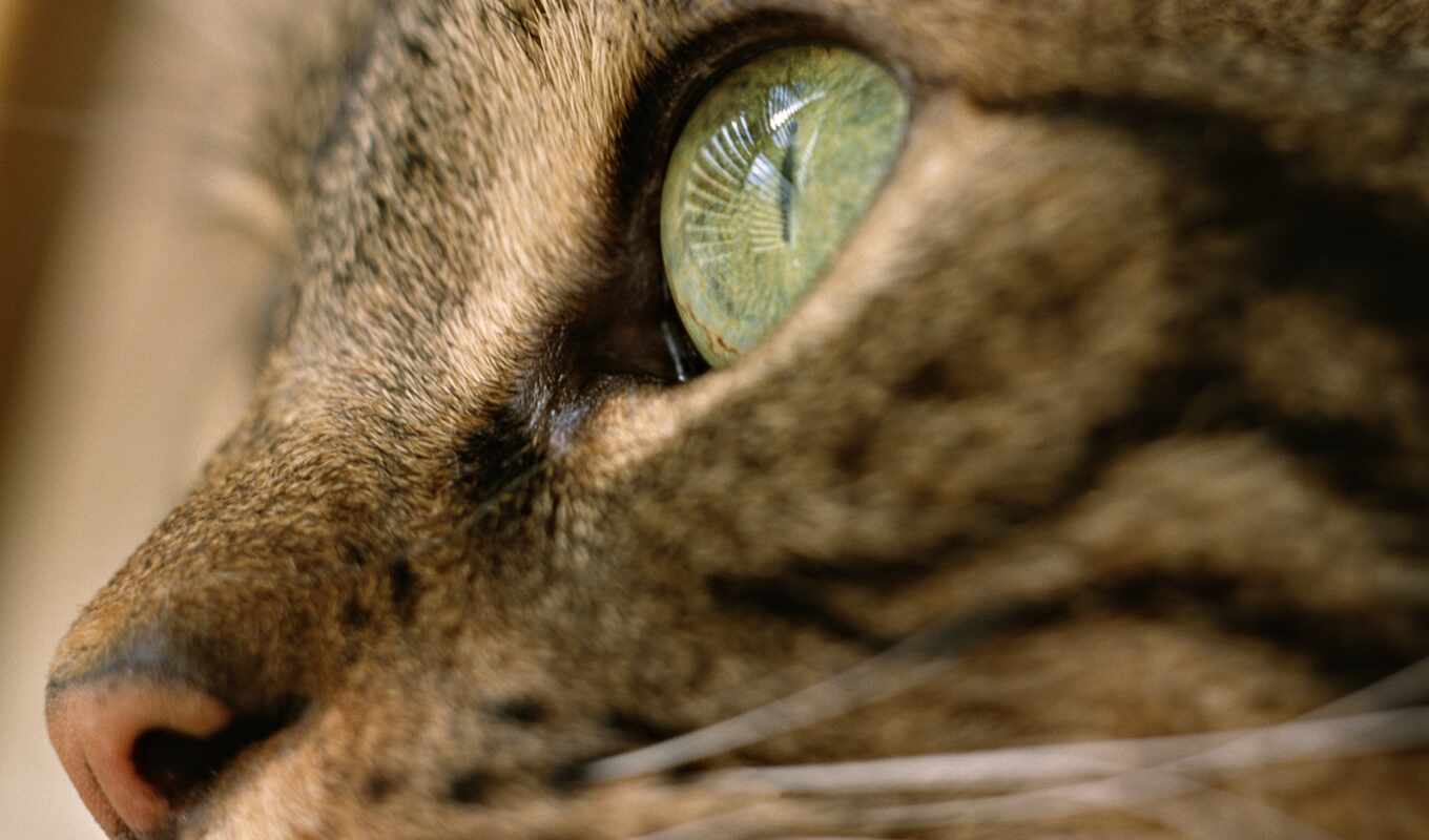 глаз, кот, gato