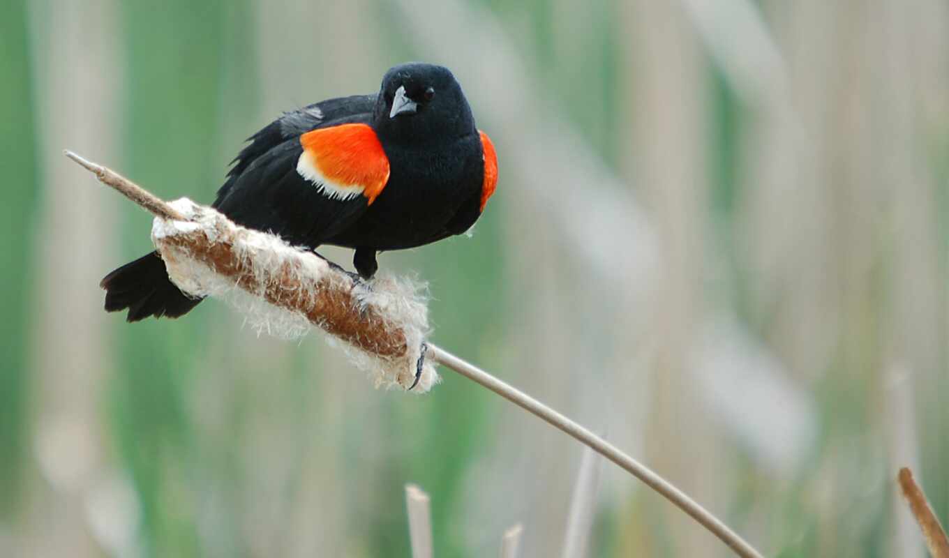 desktop, black, red, птица, birds, оранжевый, lovely