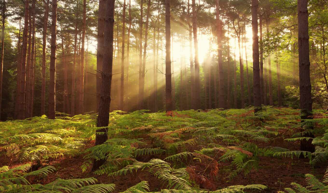 collection, sun, green, forest, pine, suns, rays, fern, combat, lighting