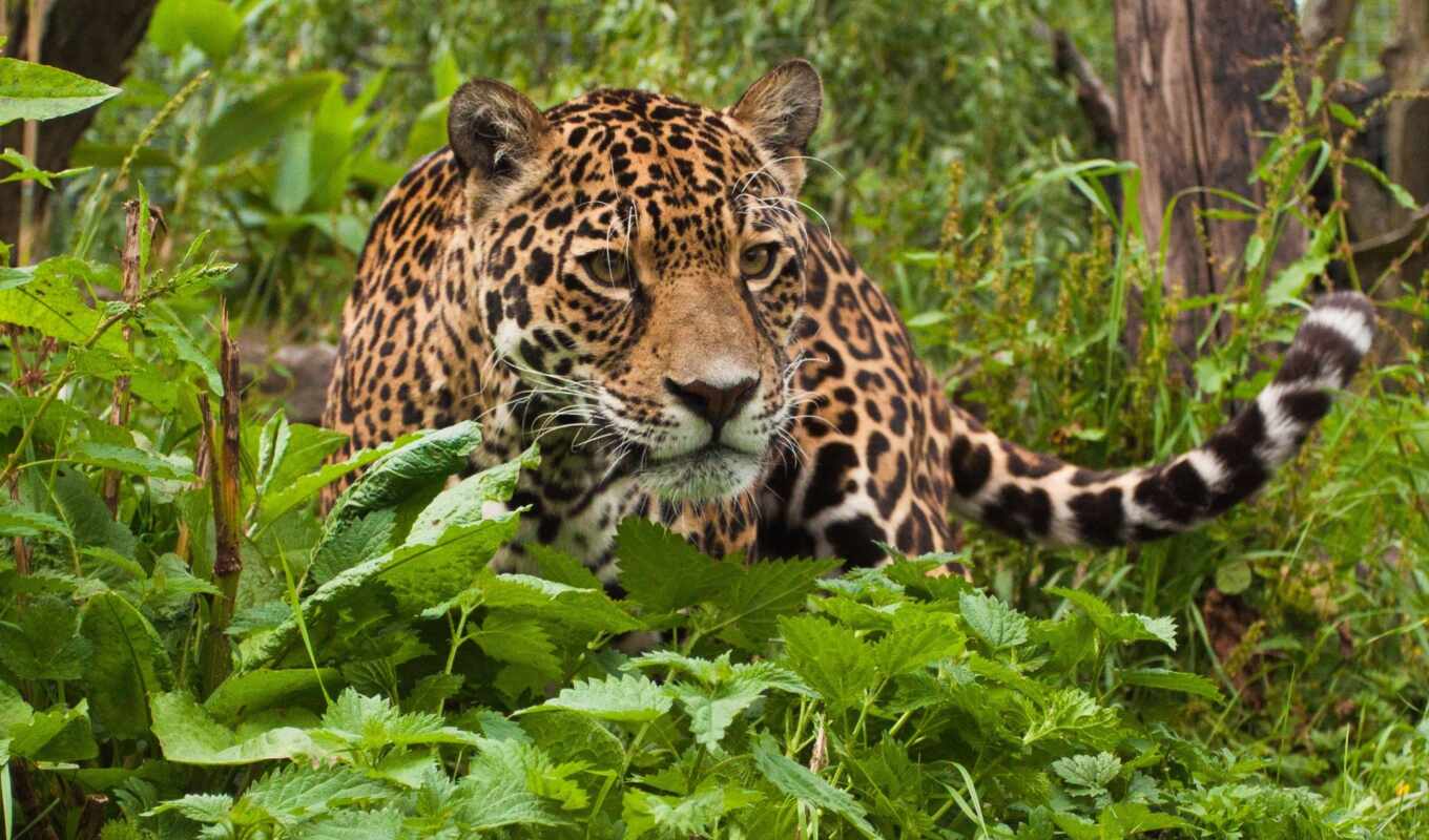 animals, jaguar, tropical, rainforest, ягуары