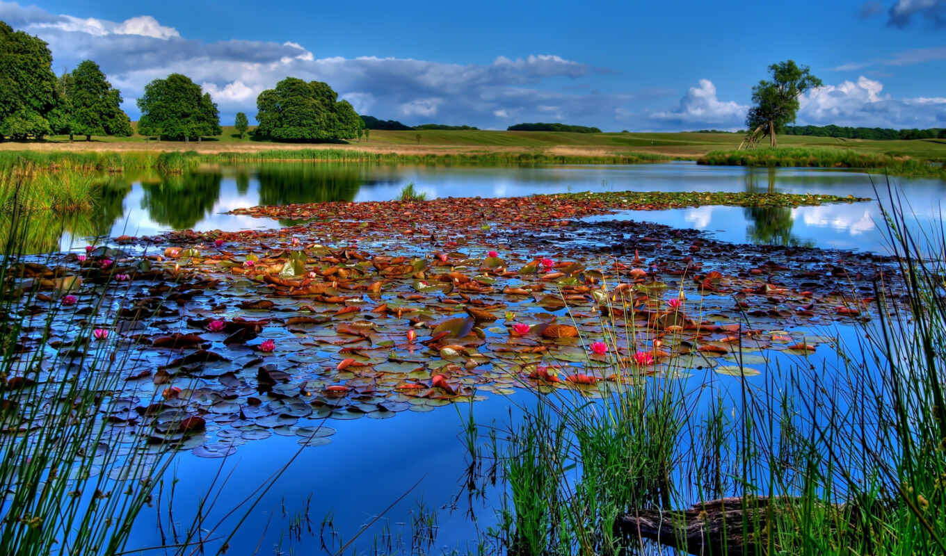 lake, nature, sky, water, river, fishing, lily, hay, water lily