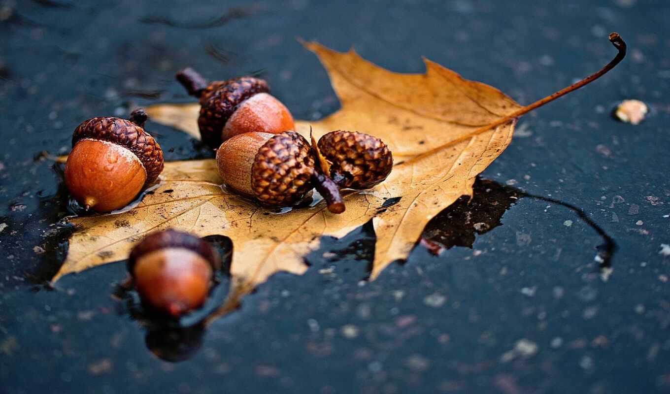 nature, rain, autumn, acorn, oak, leaf