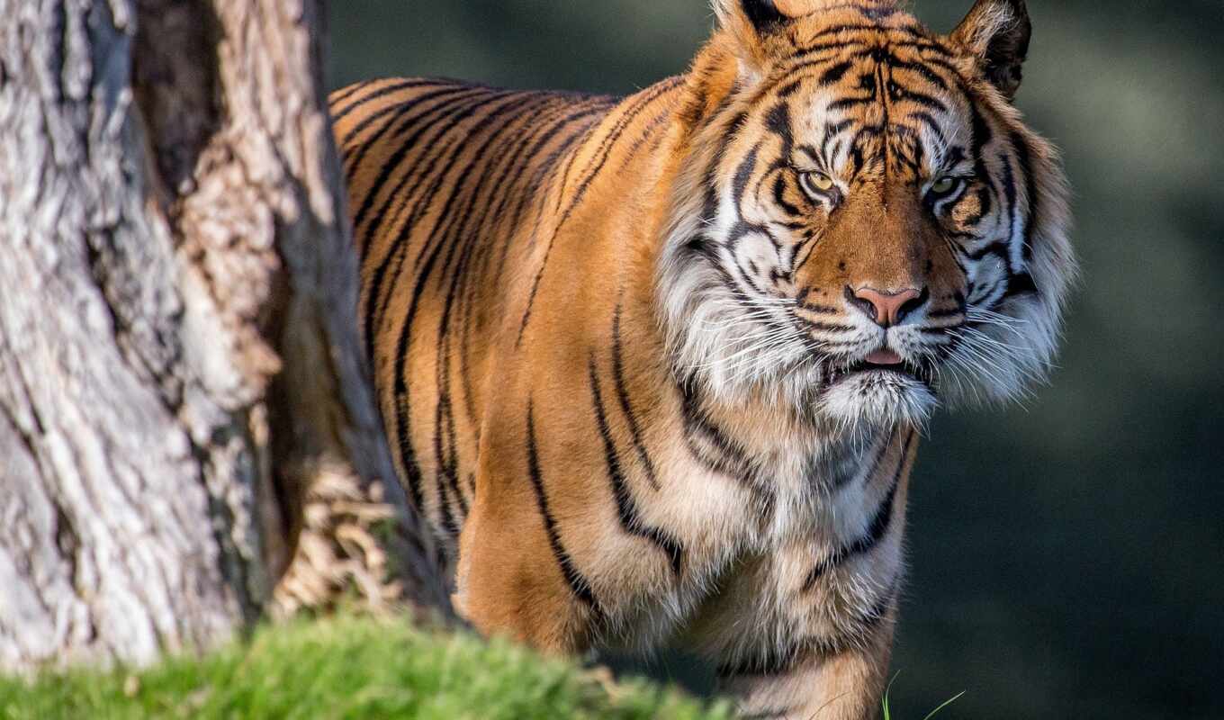 тигр, краснодарский, ja