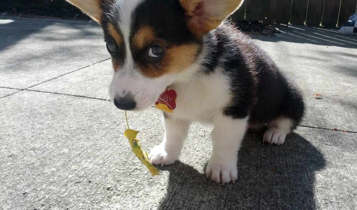 cute, собака, щенок, animal, pet, corgi