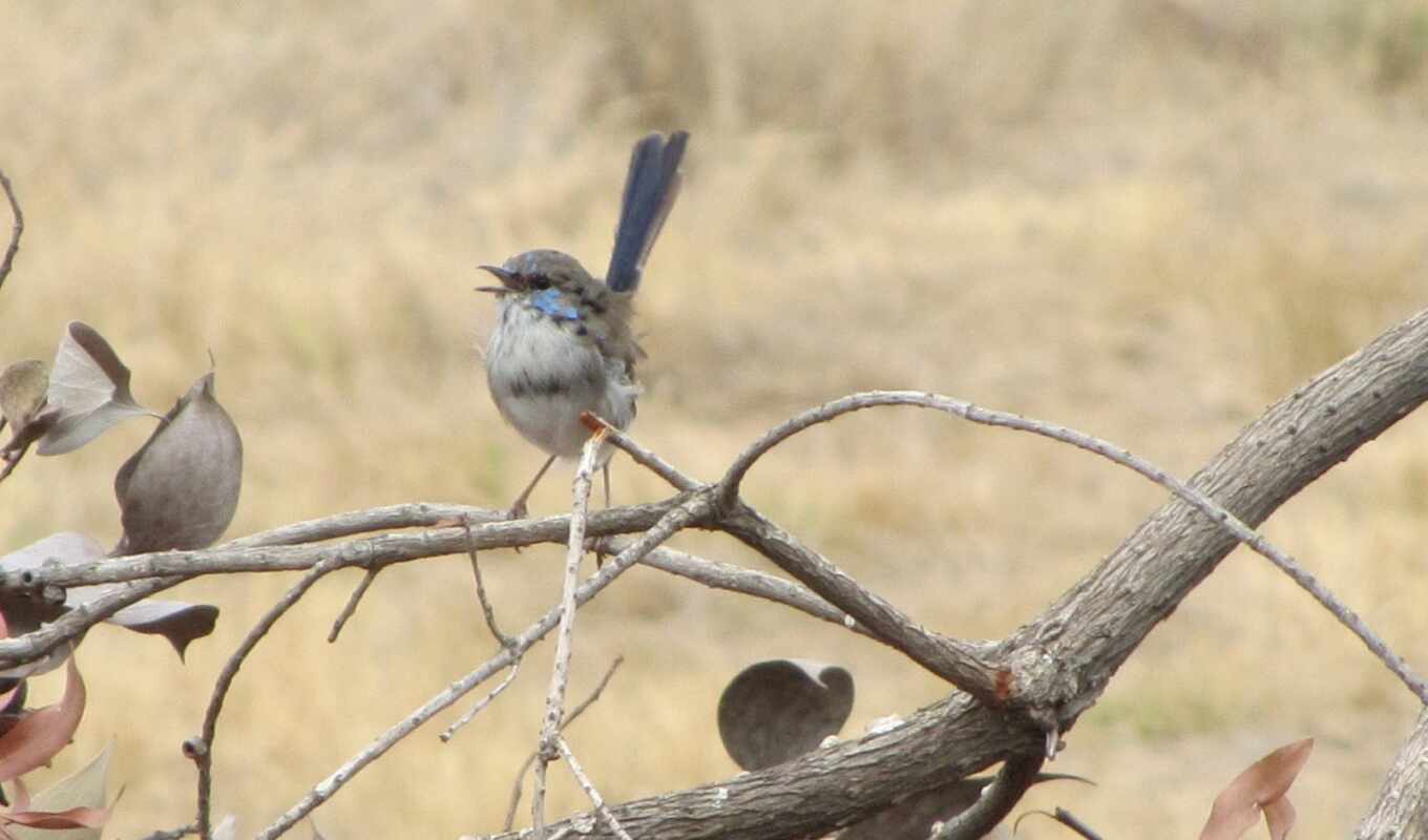 птица, animal, superb, wren, волшебница