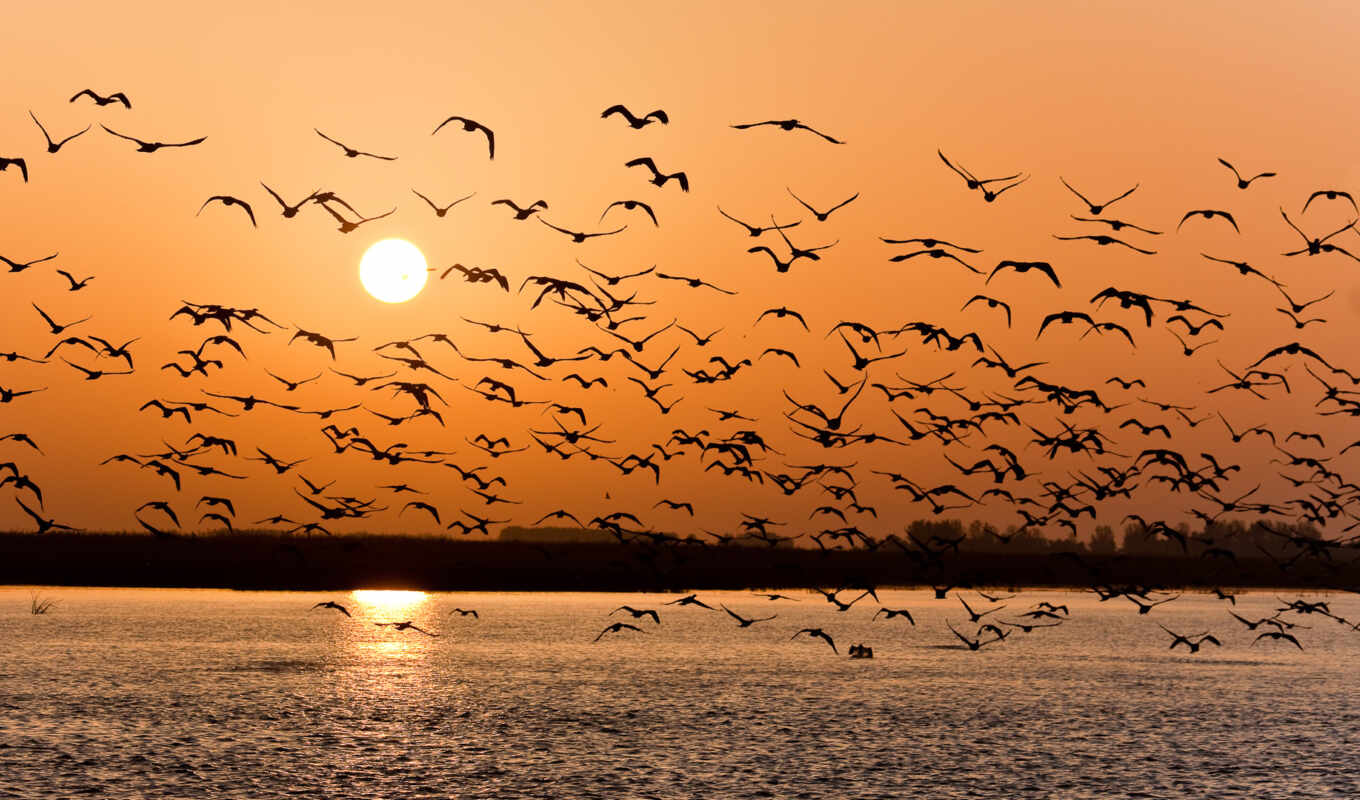 lake, sunset, birds, pack, birds